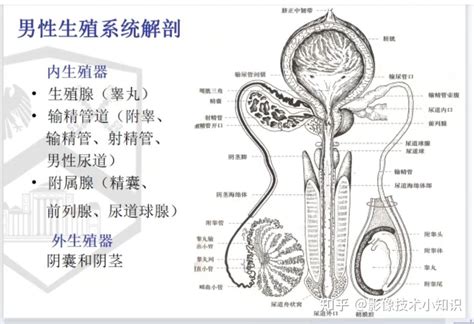 男人生殖系統|男性生殖系统结构